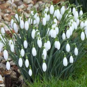 Common Snowdrop Bulbs - Galanthus nivalis